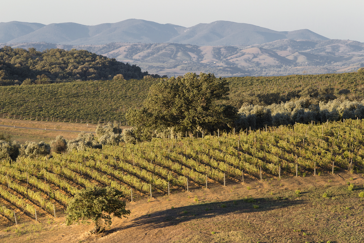 Clima estremo e vino: la lezione del Montecucco e l’appello per salvare i vigneti