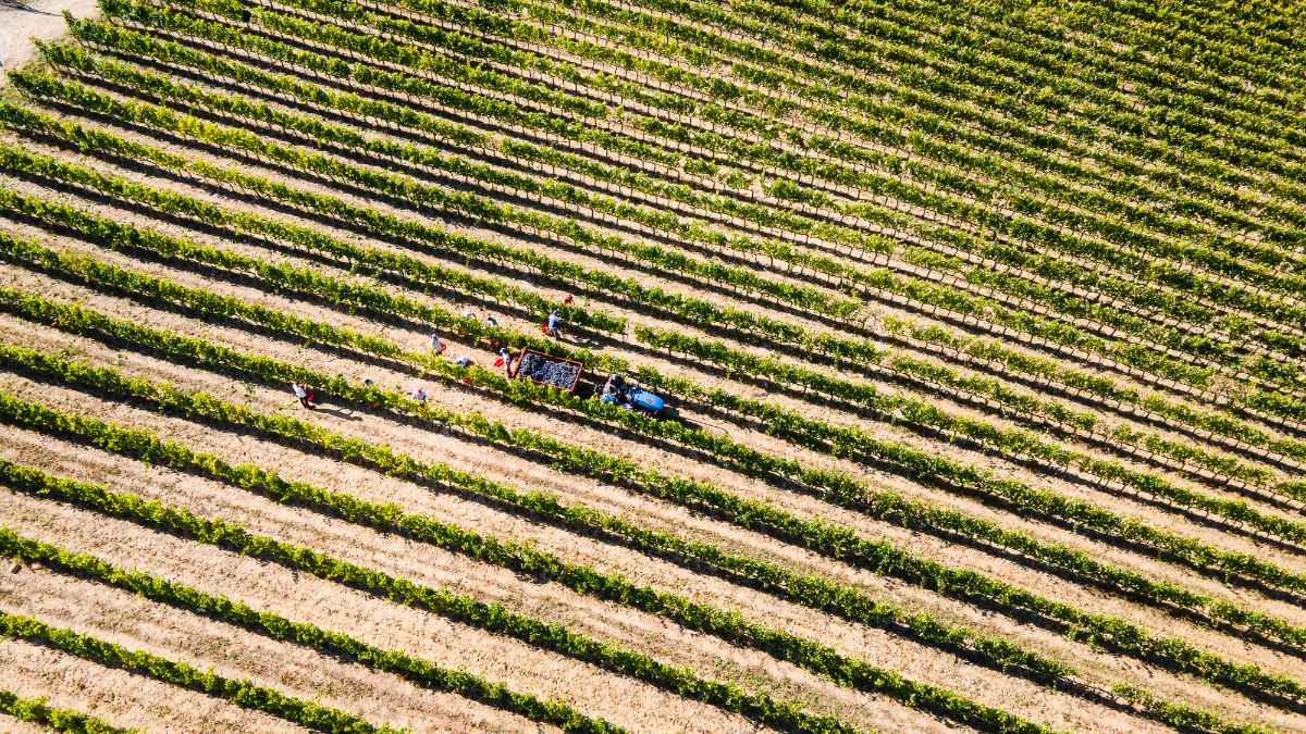 Vivere la vendemmia in Toscana: 3 indirizzi tra vigne, accoglienza e benessere