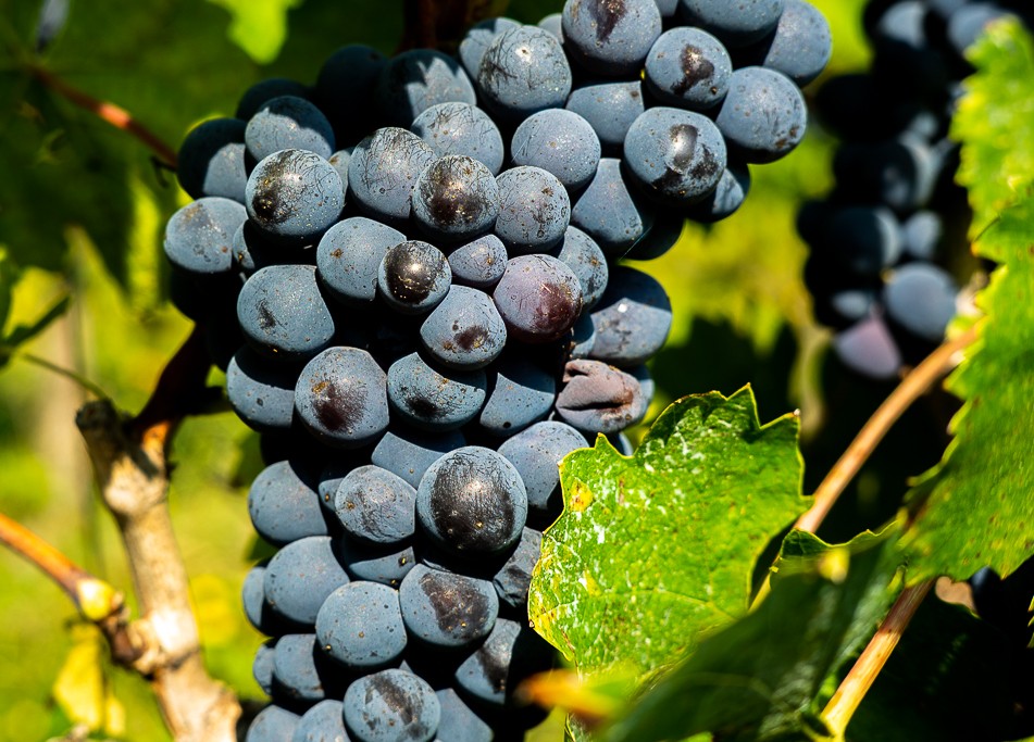 Il Chianti tra eccellenza e incertezza: la sfida nei mercati globali