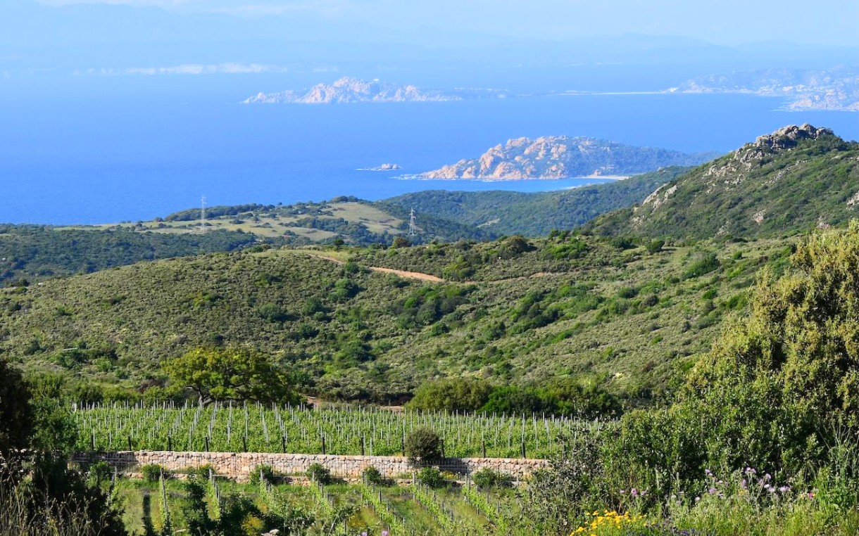 In Sardegna nasce una nuova cantina di vino, 27 ettari tra garanito e vento in Alta Gallura